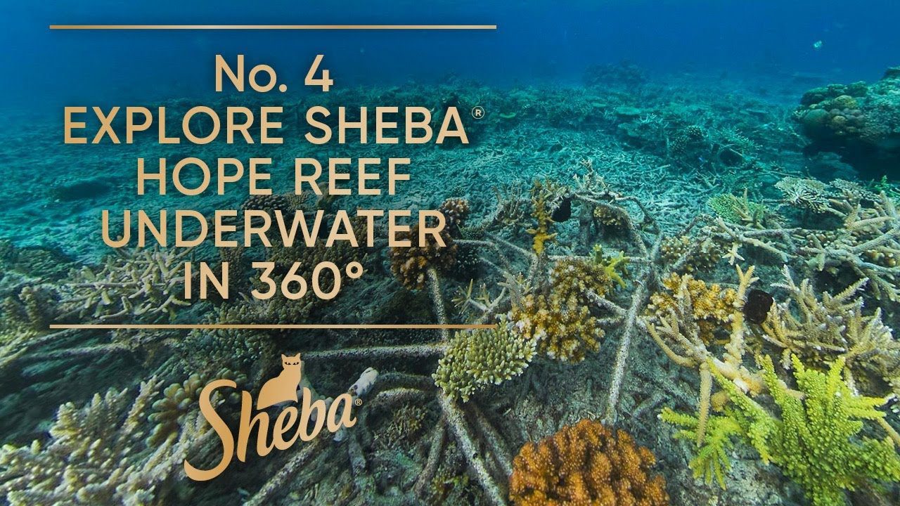 Sheba Hope Grows - Mars Coral